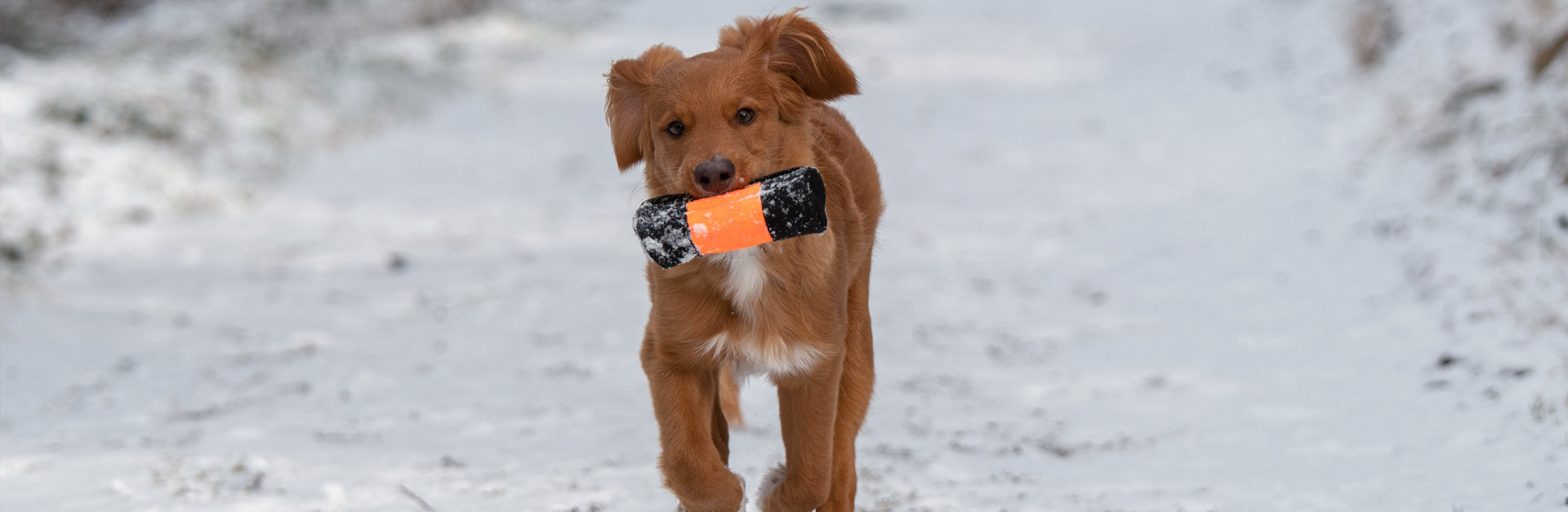 Hundetraining bei Pfotenwohl, Liechtenstein