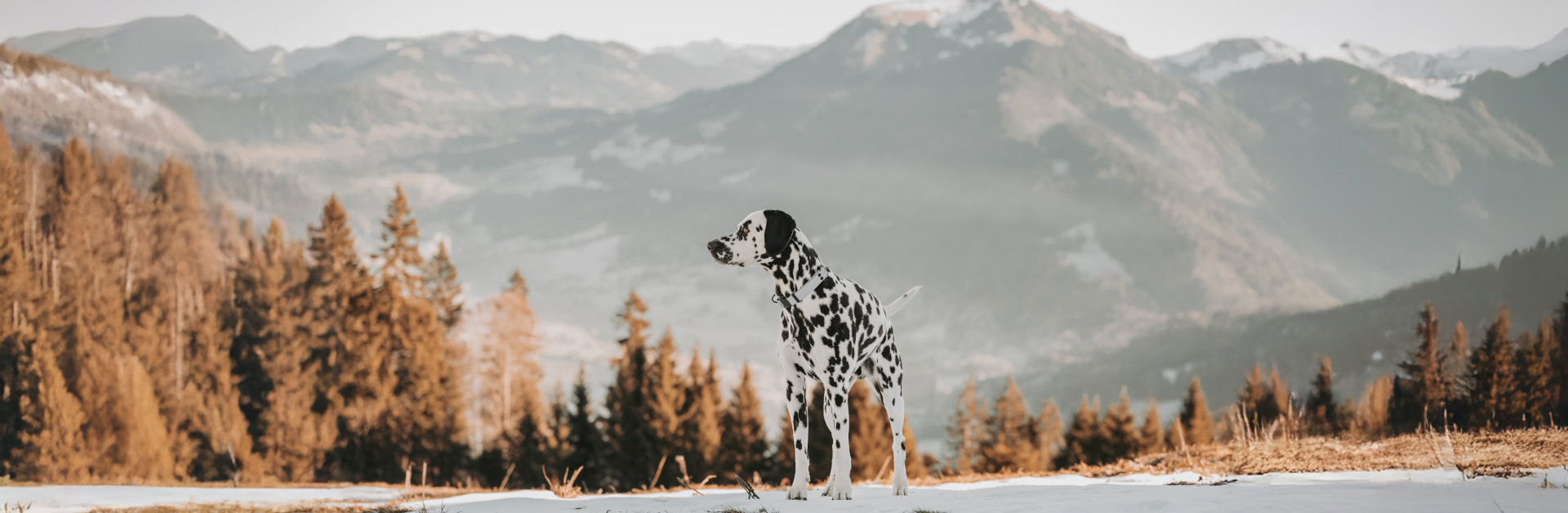 Ernährungsberbegleitung für den gesunden Hund