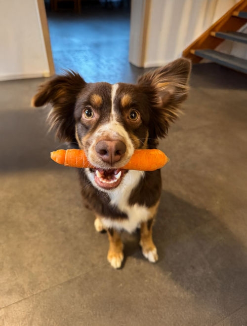 Beratung zur Hundeernährung: Pfotenwohl Liechtenstein