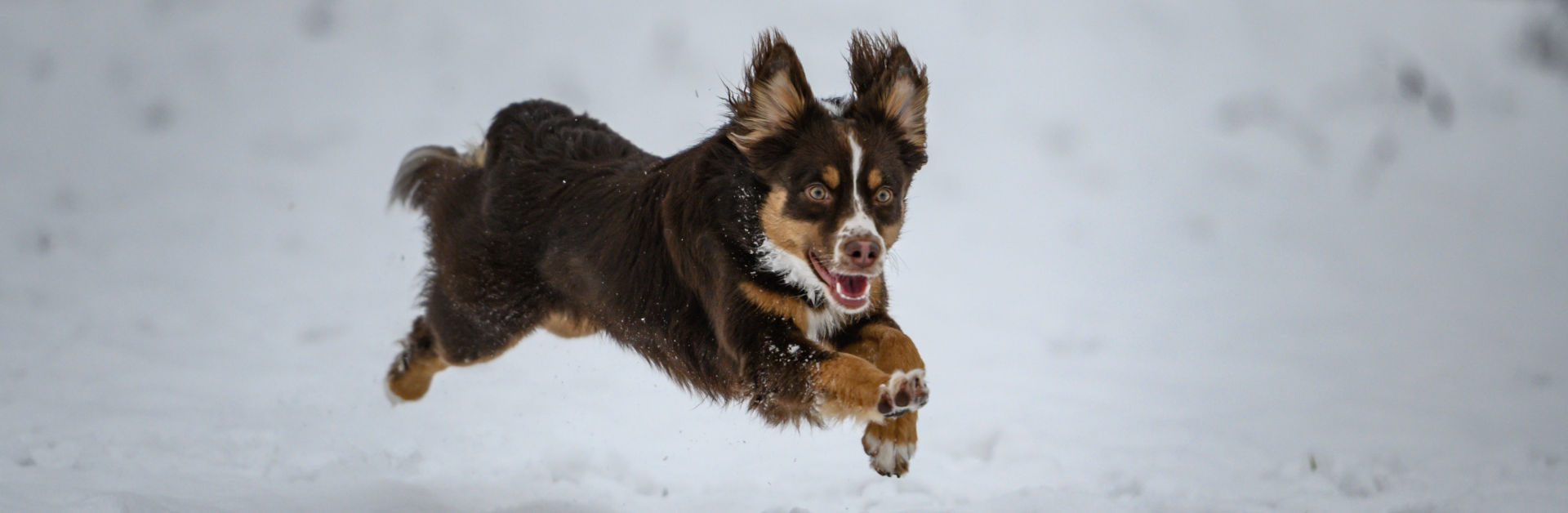 Hundetraining bei Pfotenwohl, Liechtenstein. Vorgespräch und Erstberatung