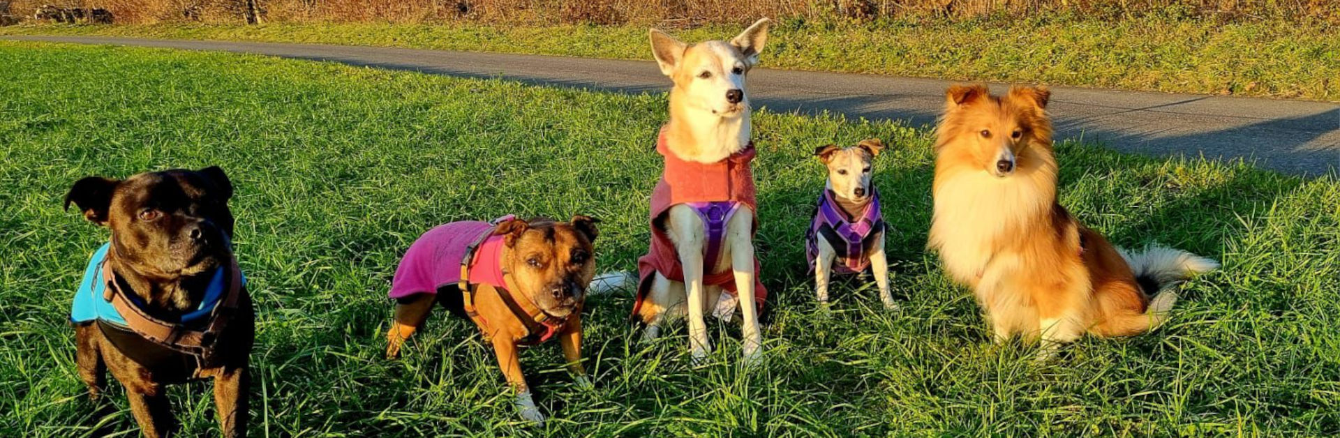 Hundetraining bei Pfotenwohl, Liechtenstein: Social Walks