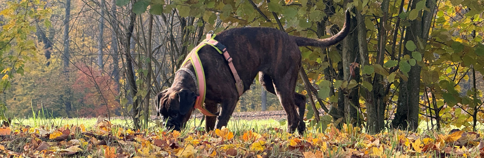 Hundetraining bei Pfotenwohl, Liechtenstein: Individualtraining und Verhaltenstraining